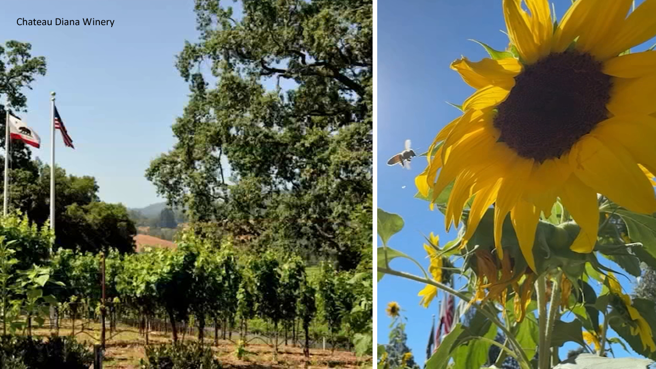 Healdsburg winery replaces grapevines with thousands of sunflowers as wine industry struggles