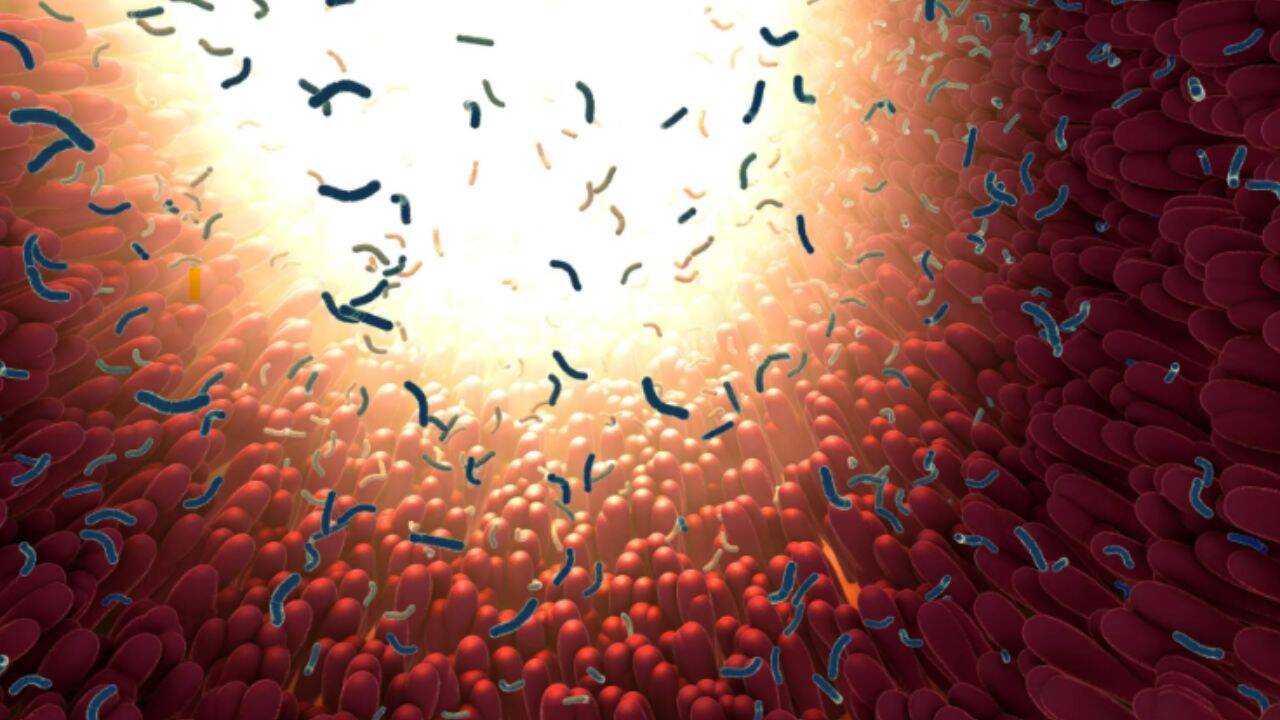 Scientists find hidden populations within common gut bacteria
