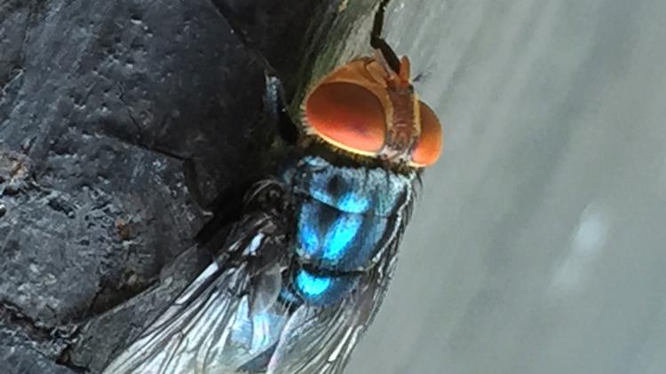 U.S. has released its ONE BILLIONTH sterile fly in Texas