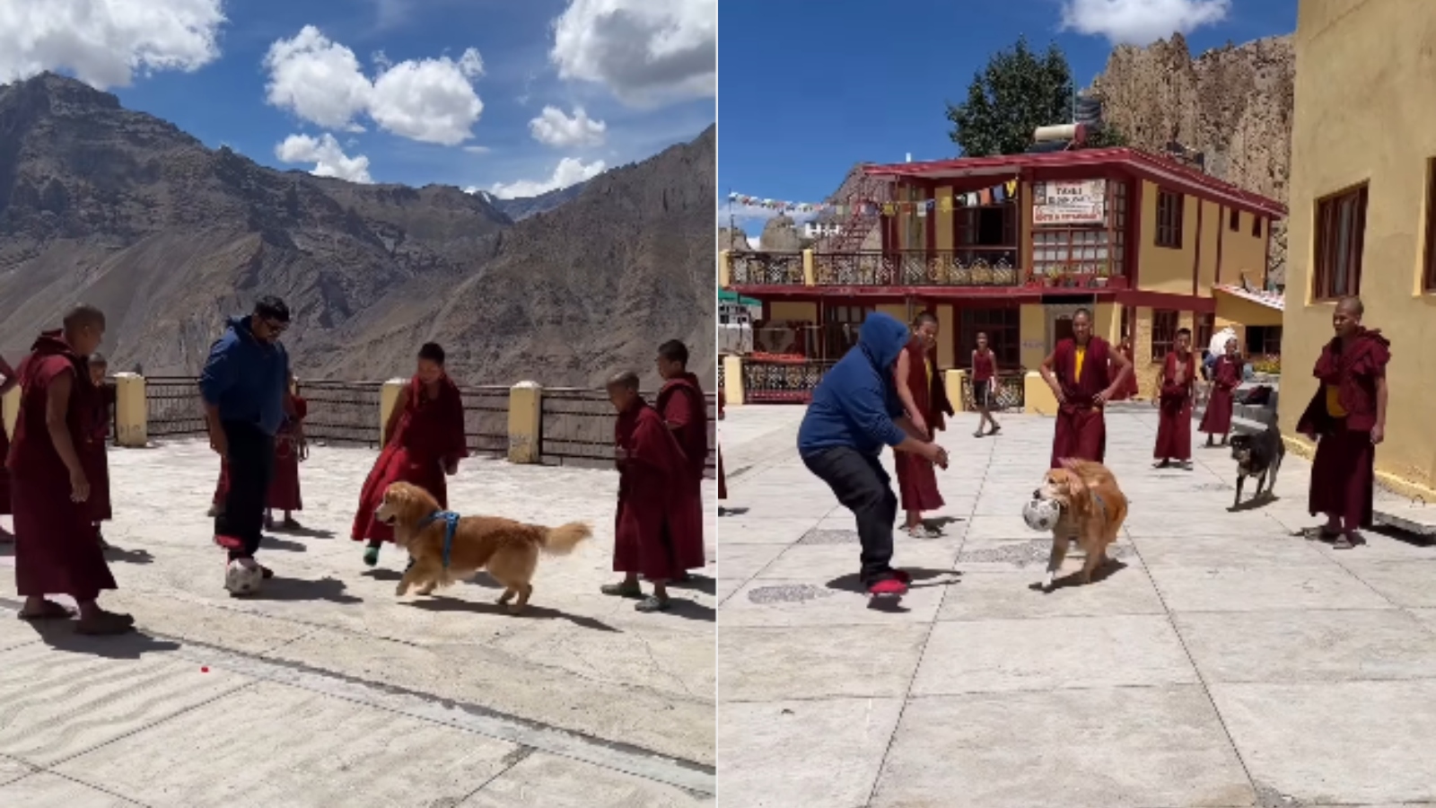 Golden Retriever joins monks for football in Himachal; video goes viral
