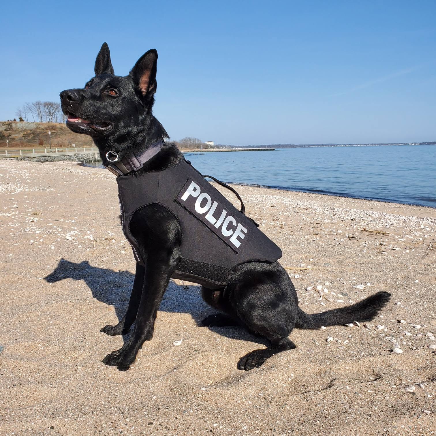 Man allegedly bites dog after police chase in Conn.