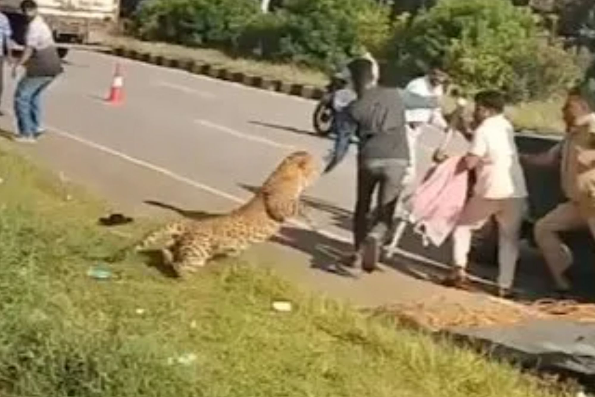 Terrifying moment LEOPARD pounces on man & knocks him to ground on motorway after being hit by car