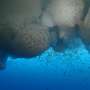 Sea ice creates hidden highways for young Antarctic krill