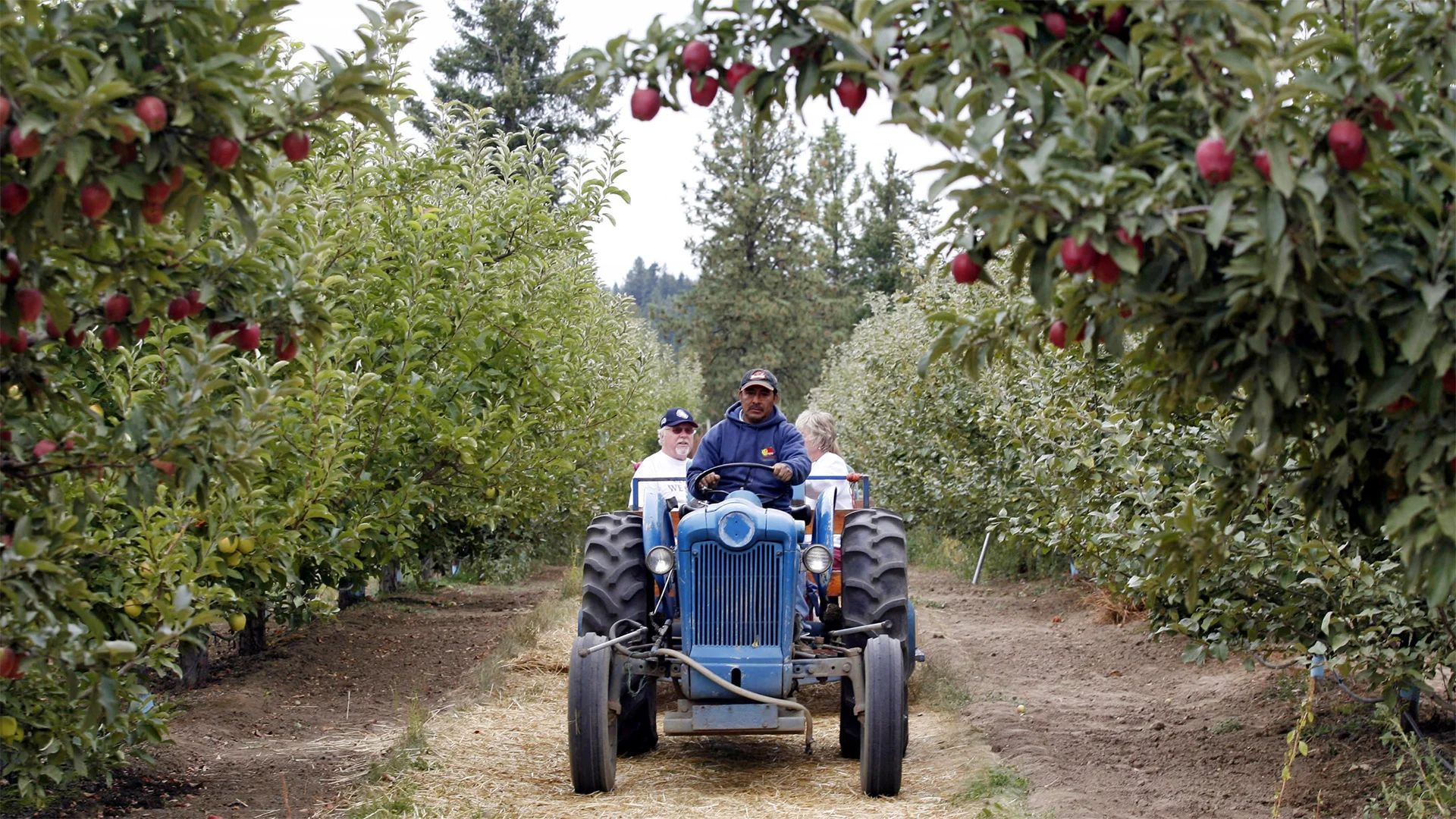 A 6-Generation Cherry and Apple Giant Just Filed for Chapter 11 Bankruptcy. Growers Say It’s Not an Isolated Case