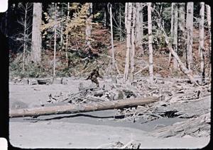 Tulsan completes restoration of famous 1967 'Bigfoot' film