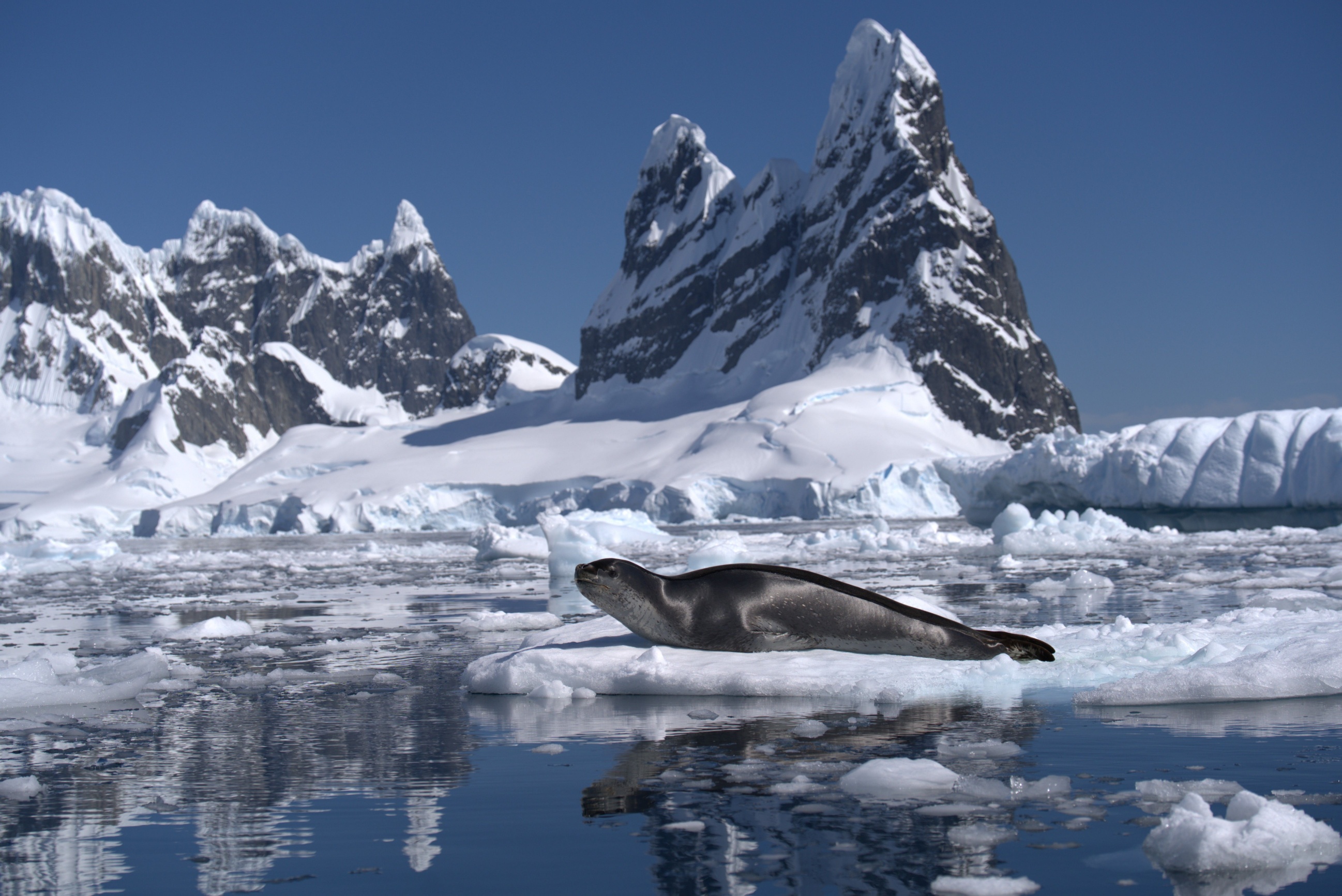 Ozone Recovery Weakens Antarctic Carbon Uptake, Flipping Tundra to CO2 Source