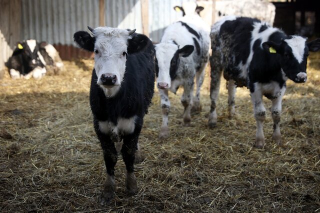 Russia has seen another mass livestock cull over a disputed diagnosis. An earlier outbreak turned out to be foot-and-mouth disease.
