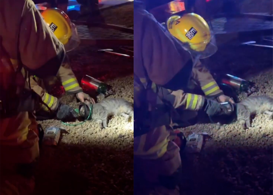 WATCH: Firefighters use oxygen mask to revive cat rescued from garage fire