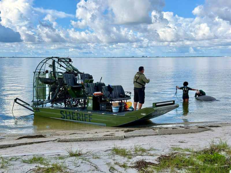 Dead manatee discovered on Hillsborough County beach over Labor Day weekend