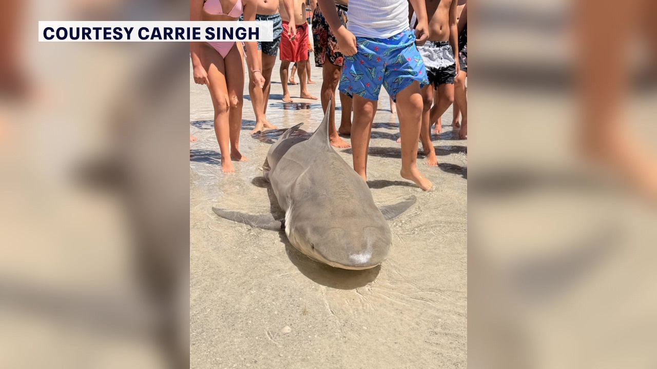 FWC announces no violations after sharks found cut up on Redington Bach