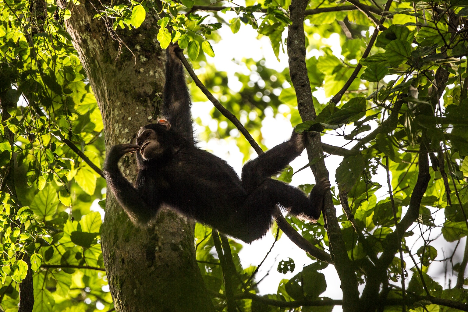Indigenous peoples near Congo parks propose diverse solutions for the future of conservation