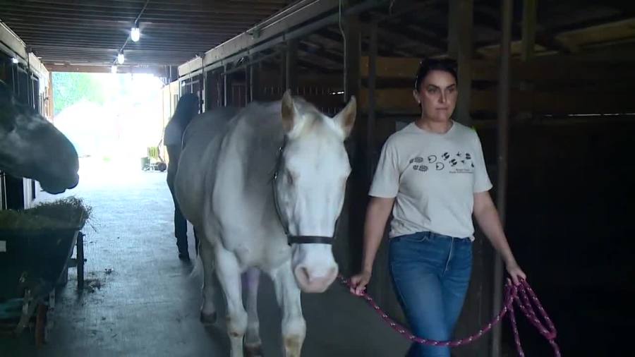 'Want him to enjoy life': Blind horse finds his forever home
