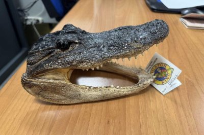Italian airport authorities find crocodile head in man’s luggage