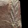 One of the oldest known 3D animal fossils found in Norwegian sheep field