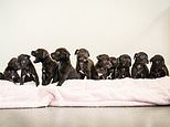 RSPCA centre is suddenly looking for homes for puppies after two rescue dogs gave birth... to a massive 21 pups