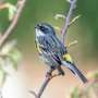 Tiny backpacks reveal the secret, sometimes circuitous migrations of small songbirds