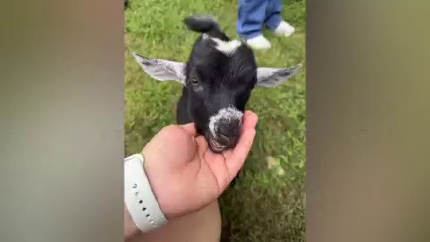 Mother speaks out after family exposed to rabid goats at petting zoo party