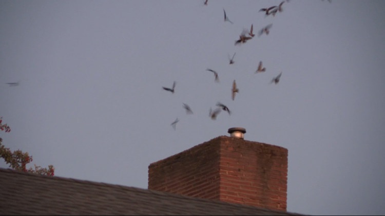 Vaux’s swifts expand Portland roosting sites, draw birdwatchers to new neighborhoods: 'We're the lucky ones'