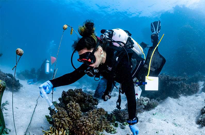 In a first, probiotics helped real coral survive a real heatwave