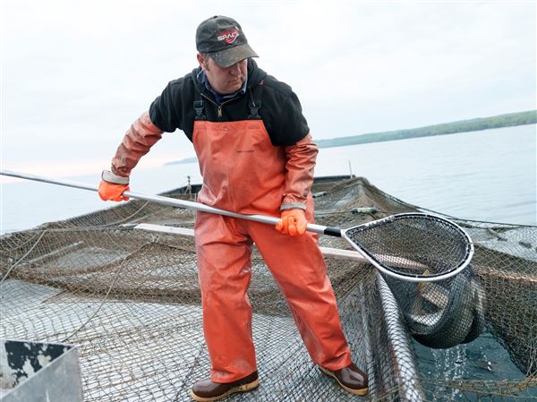With no time to spare, Michigan hatches a Great Lakes whitefish rescue plan