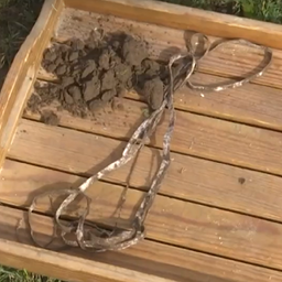 Experiment: Pärnu County soil so 'alive' it devours pair of underpants in 3 months