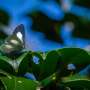 How 'parachute science' is failing the world's tropical insects