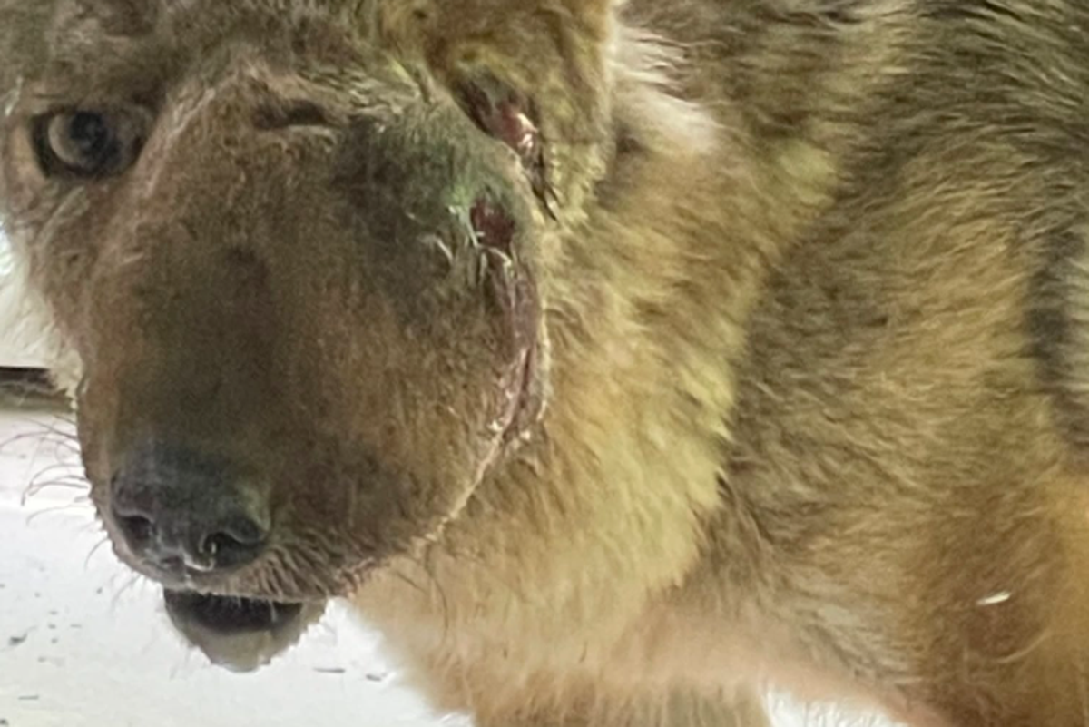 Beloved LA coyote Wendy euthanized after vets discover she had been shot in the head