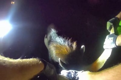 Watch: 'Really strong' goat wrangled in Washington neighborhood