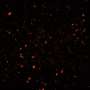 Next-gen gravitational wave detectors could spot the first black holes