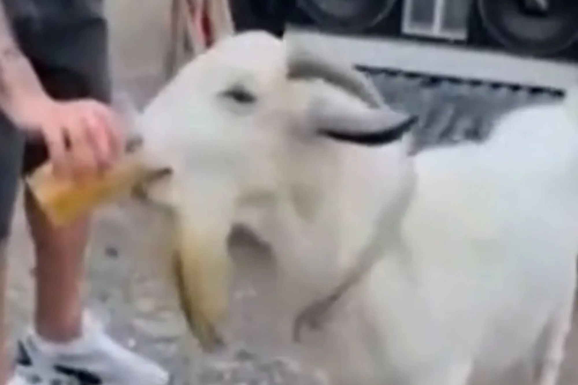 Partygoers feed GOAT beer and cigarettes before slaughtering it for dinner sparking outrage over ‘revolting’ cruelty