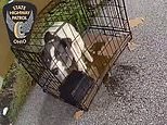 Adorable puppy left abandoned in cage on the side of the highway finds happiness with new family