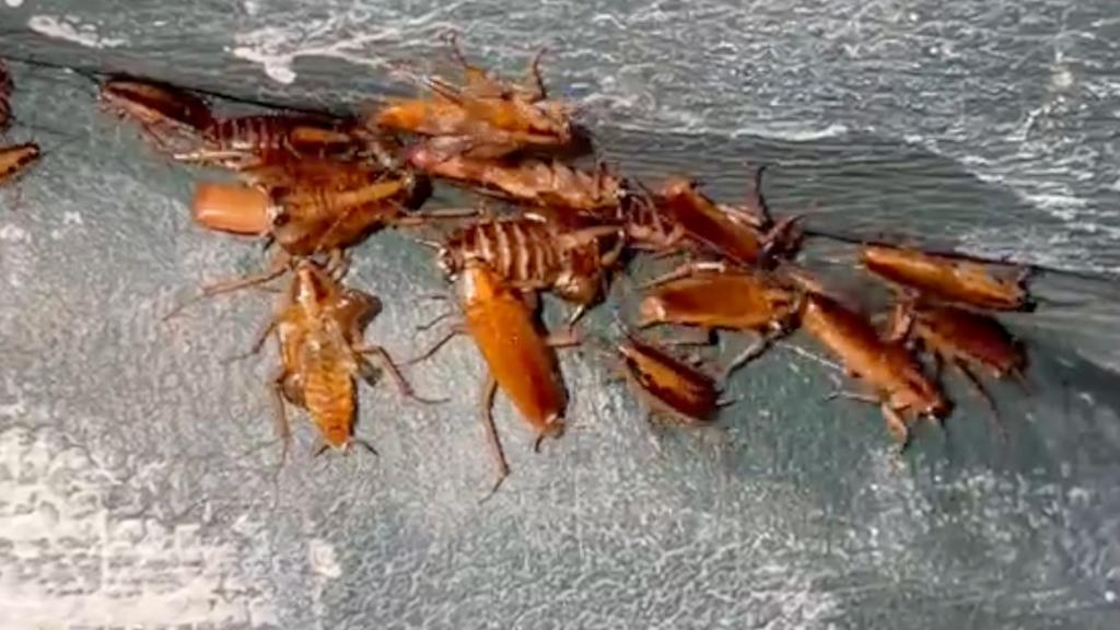 Home with cockroach infestation 'like a Stephen King horror film' says pest controller
