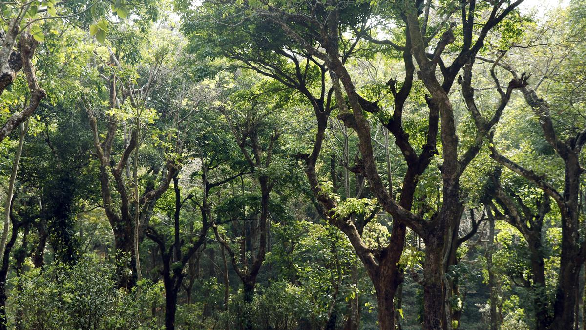 Forest rights group asks Tribal Affairs Ministry to withdraw stand on Gram Sabha consent