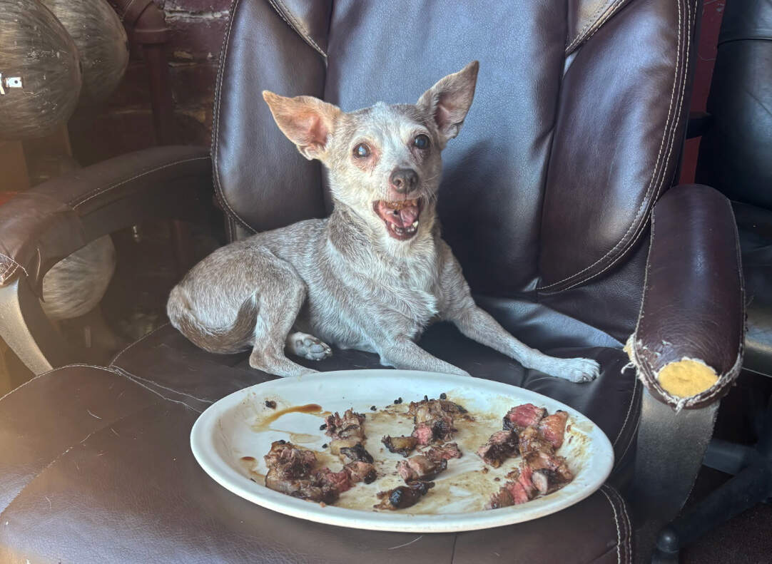 Neighbors, firefighters join in rescue effort after Milly the dog goes missing in Dorchester