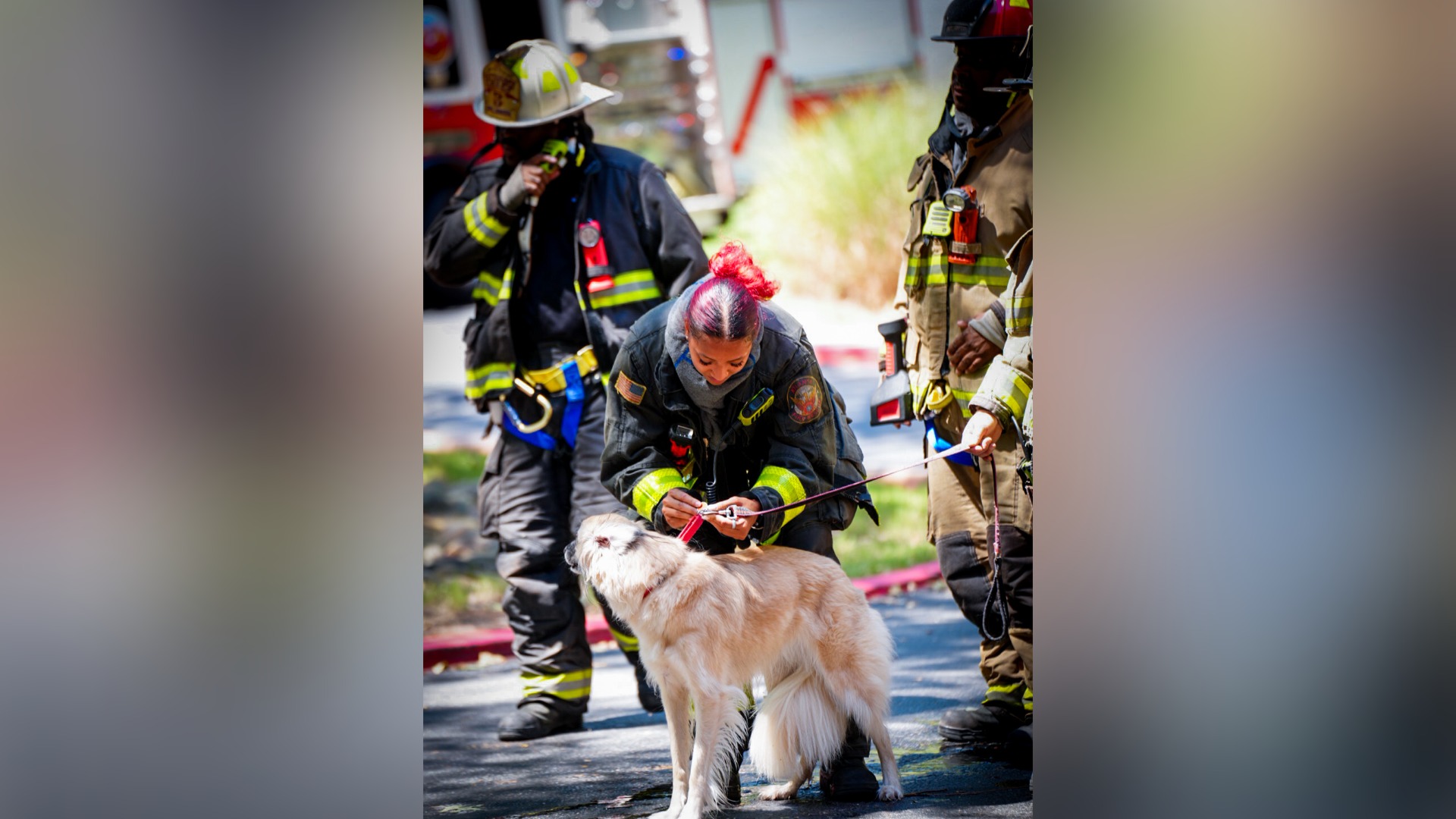 1 dog killed, another rescued in Lenox Road apartment fire, officials say