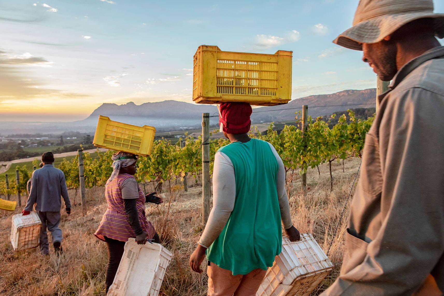 Industry Reality: Bread & Wine: What it takes to grow a glass of wine (Part Three)