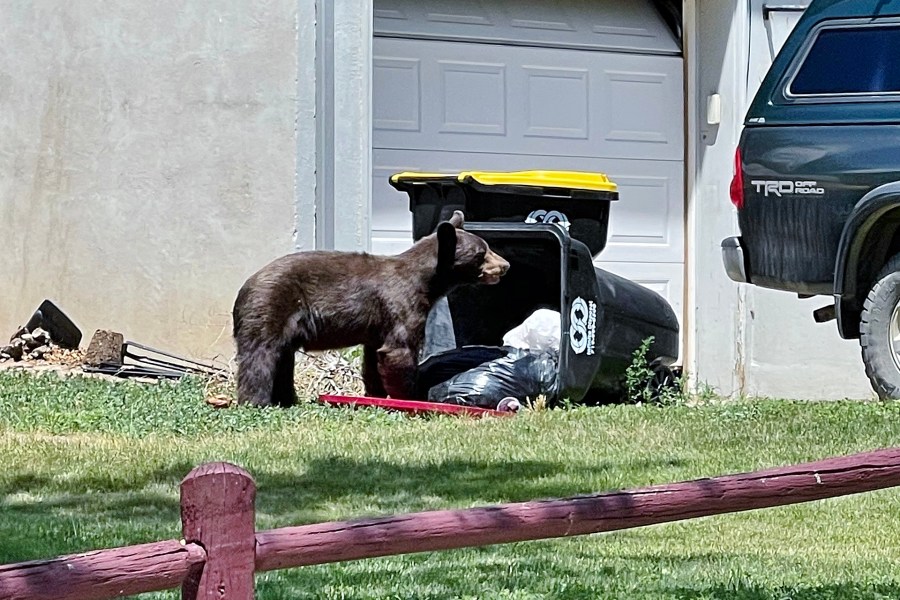 CPW euthanize 18-year-old black bear after it became sick from eating trash