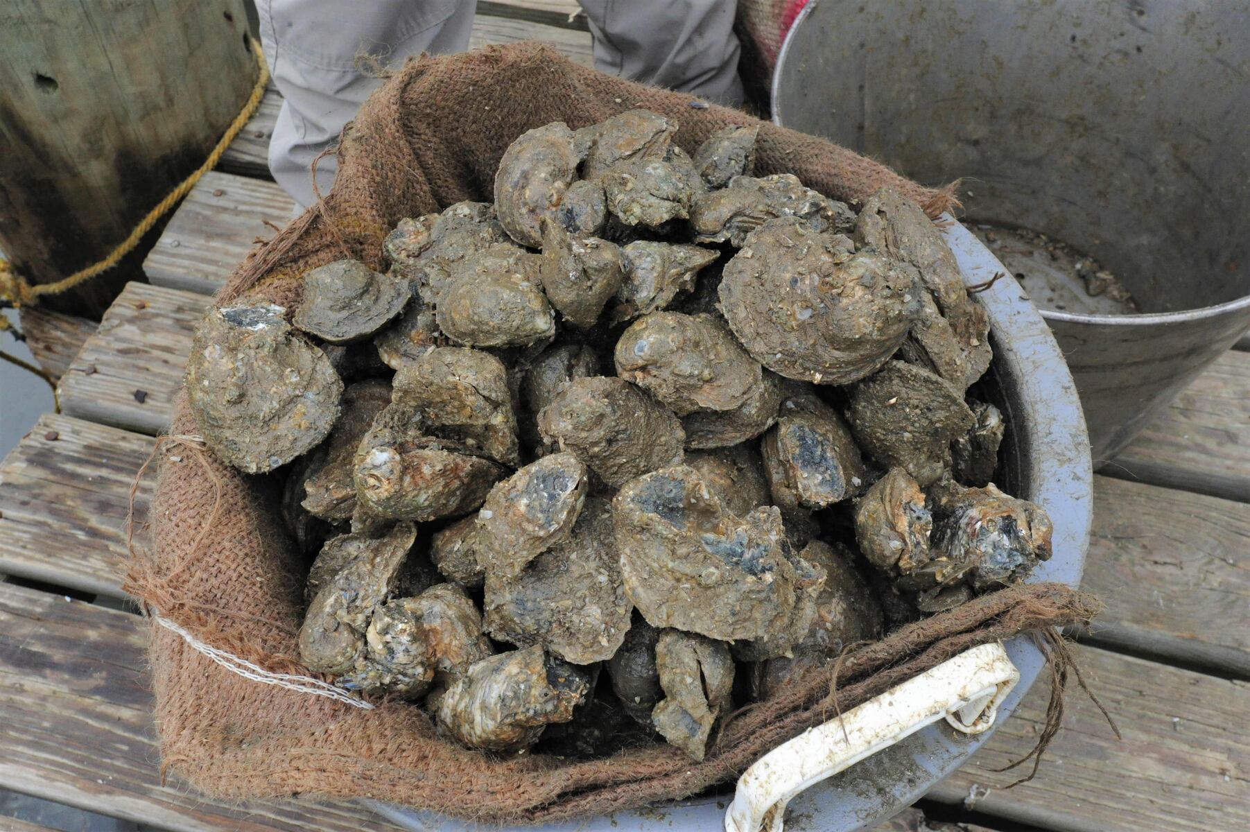 Alabama wild oyster season opens late with lowest harvest outlook in years