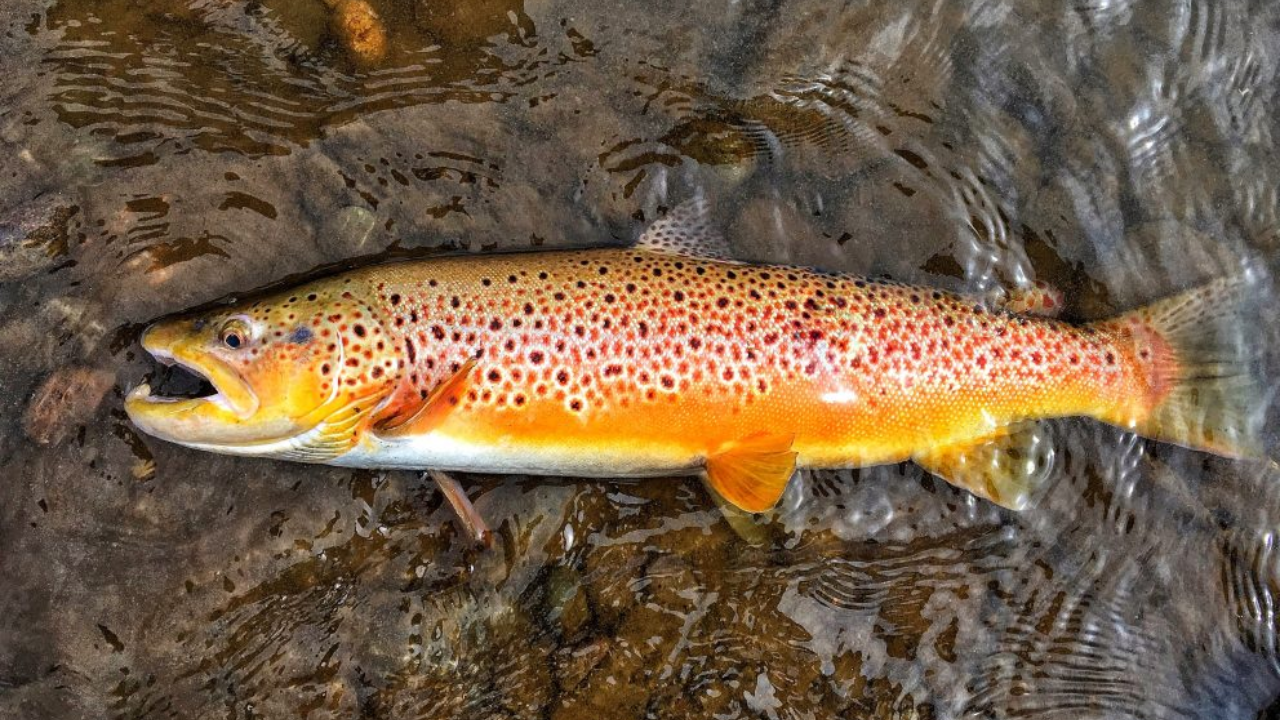 Tasmania creates trout-free havens for native fish with only 6,000 left