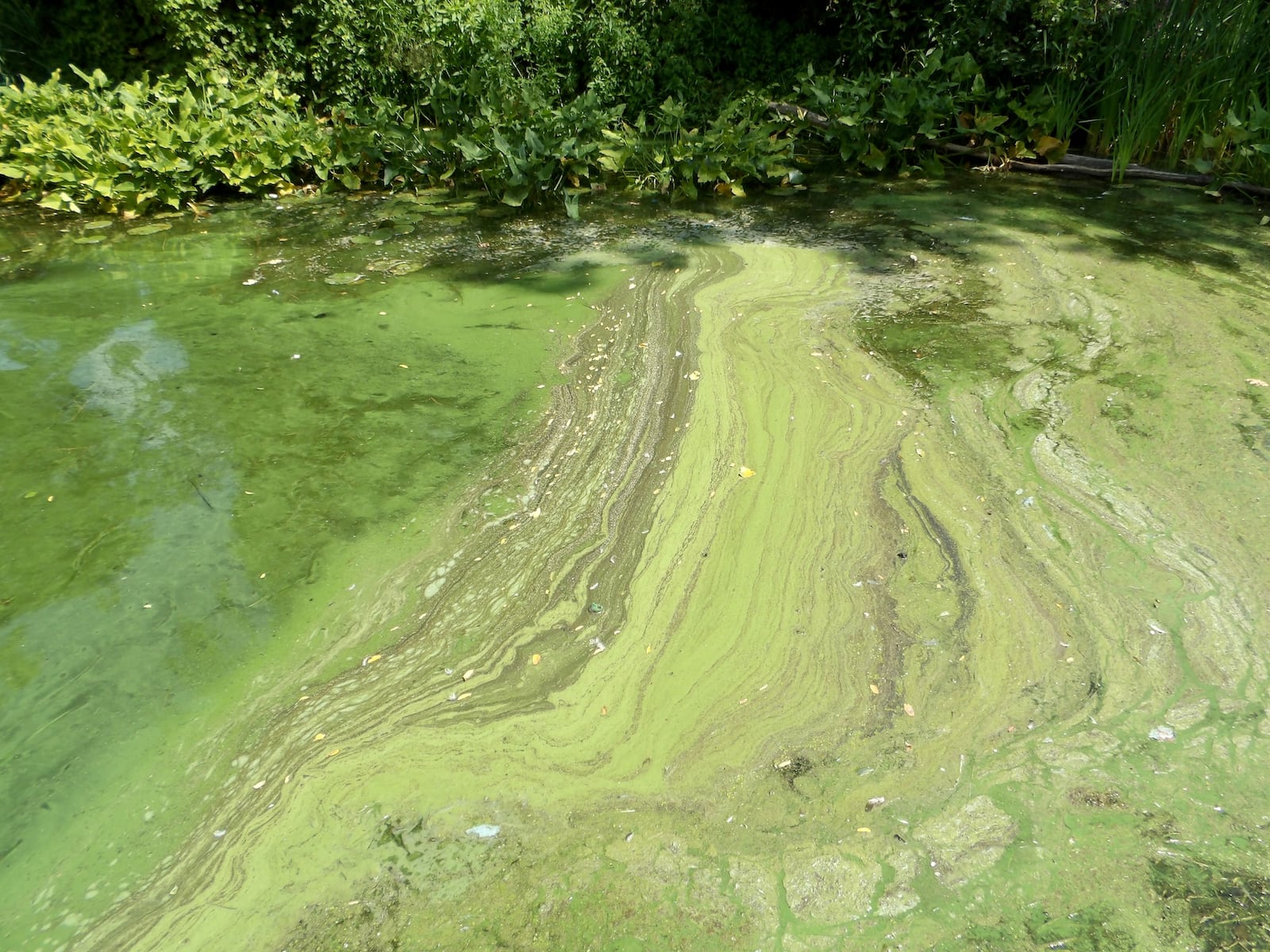 Harmful algae bloom confirmed in Mason County lake