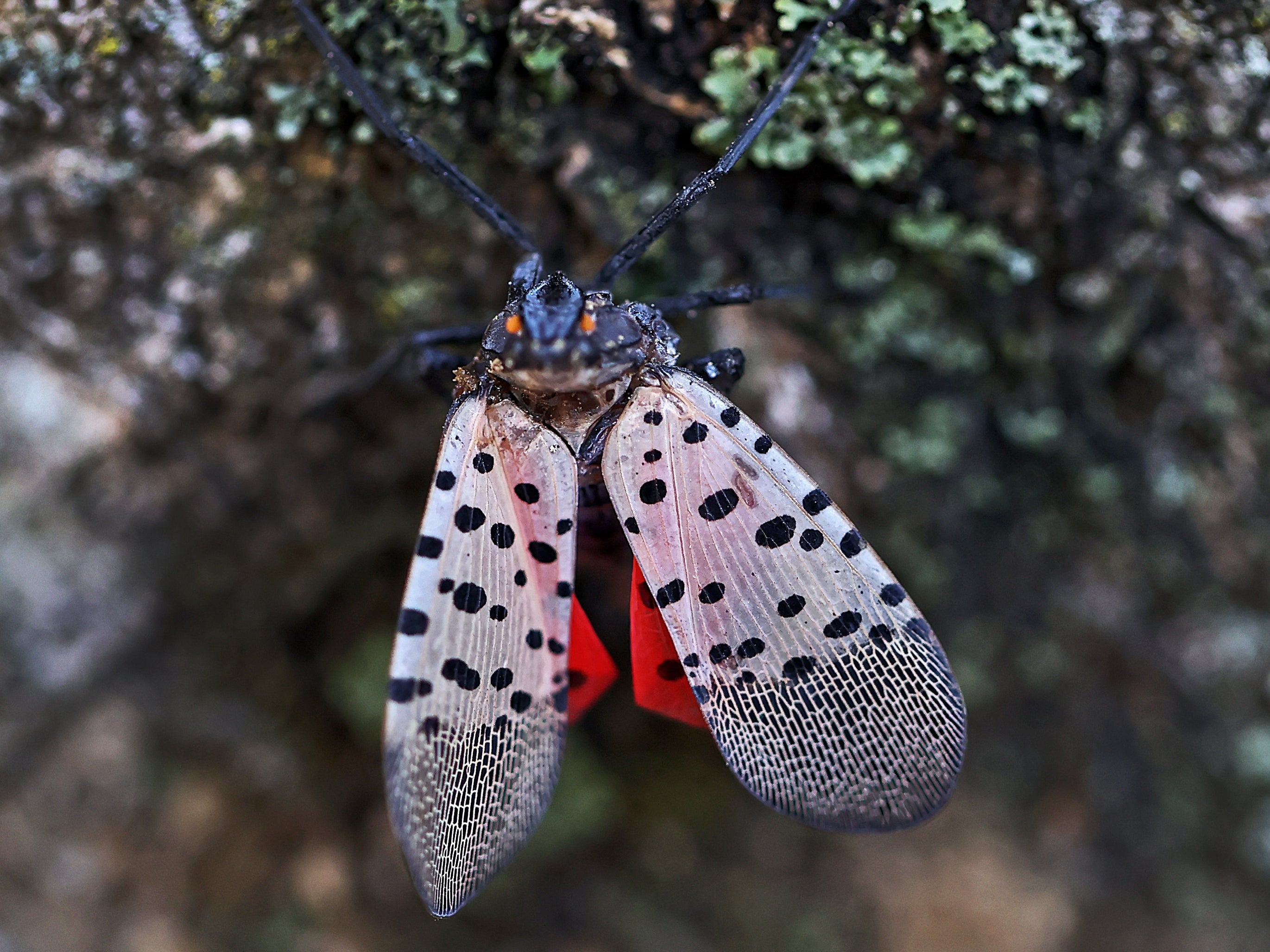 Mass. residents urged to kill invasive spotted lanternflies