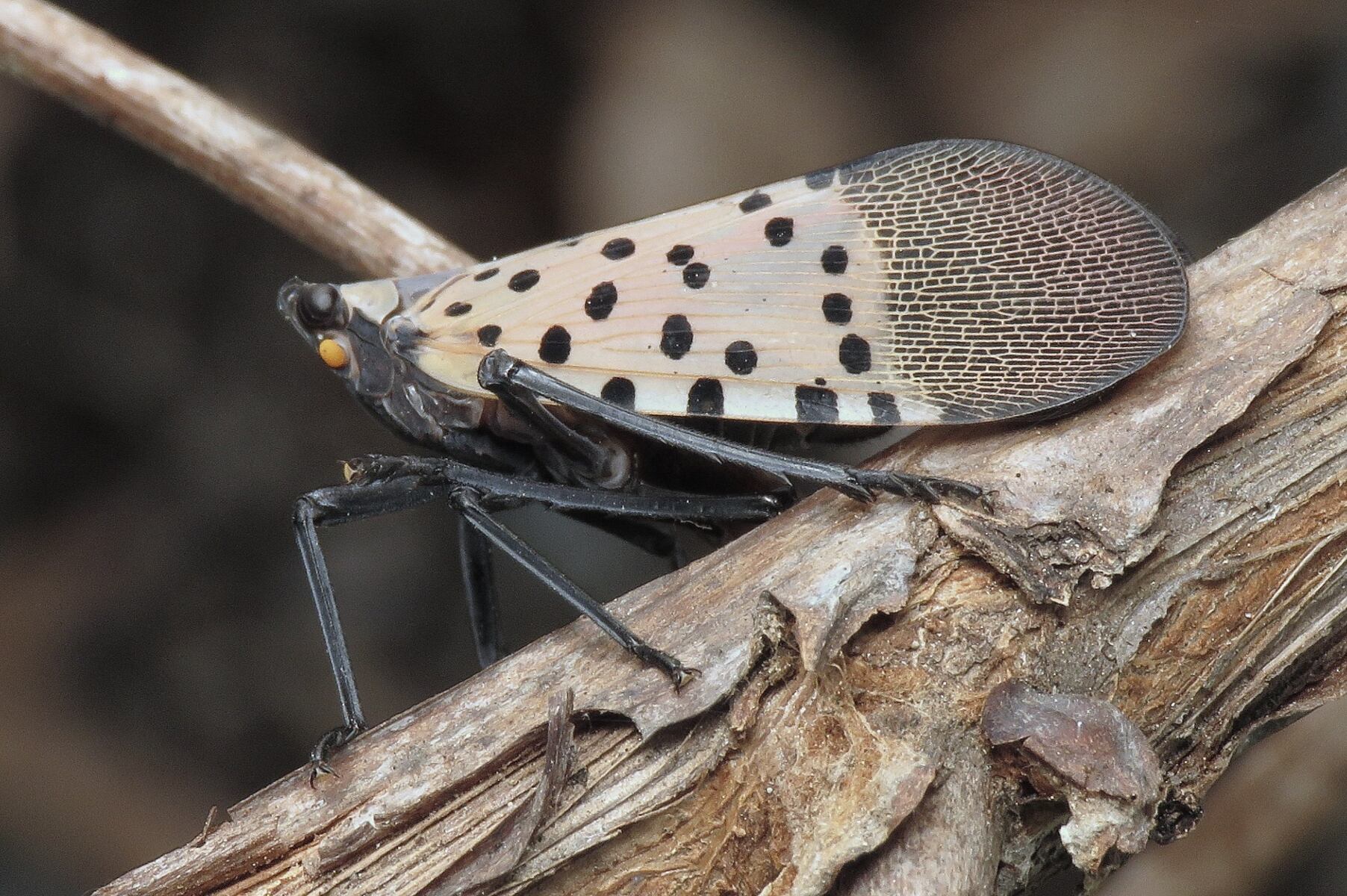 Spotted lanternfly found in nearly 150 Mass. communities — how to stop the spread
