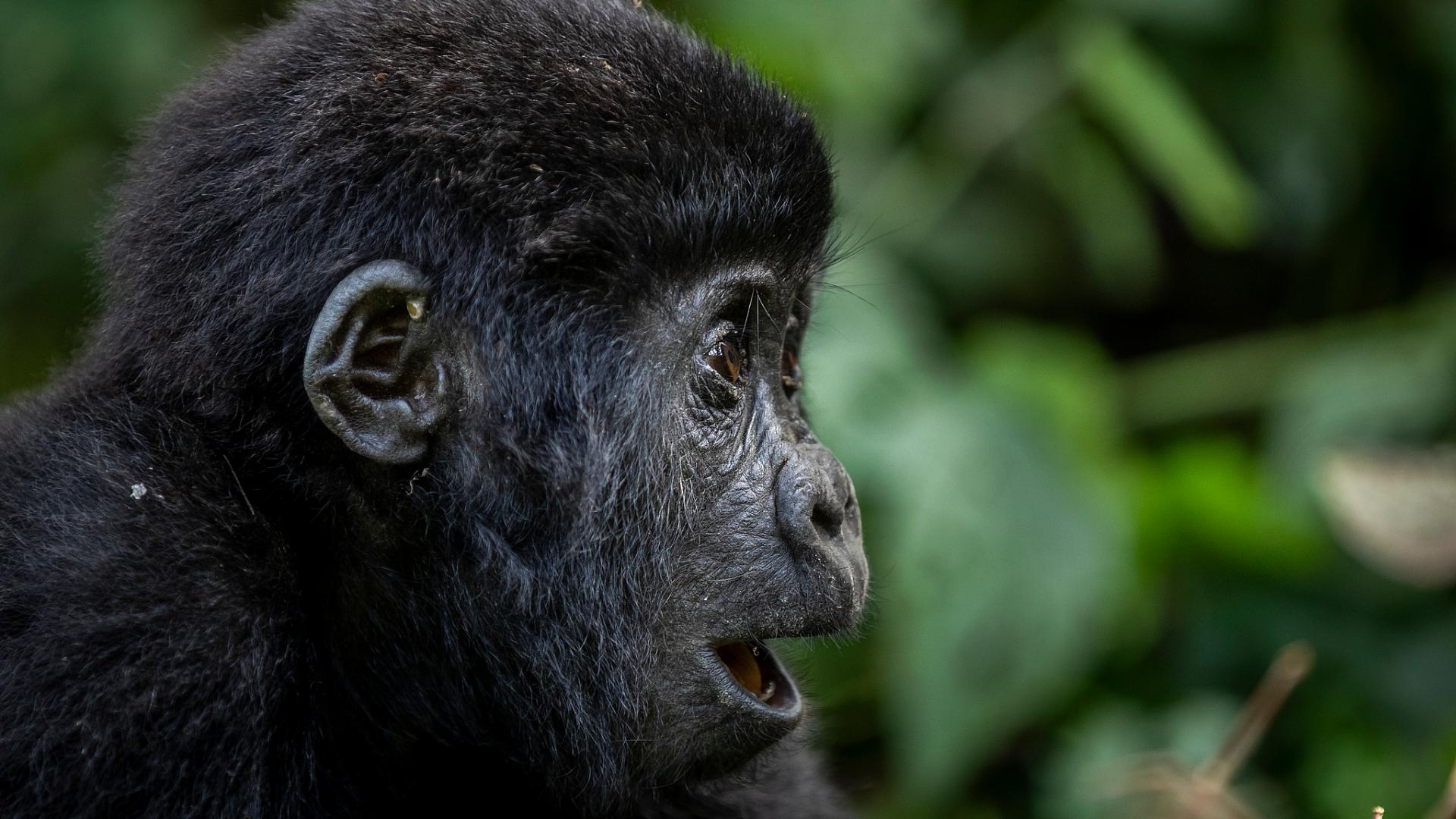 Rwanda’s gorilla conservation brings economic benefits