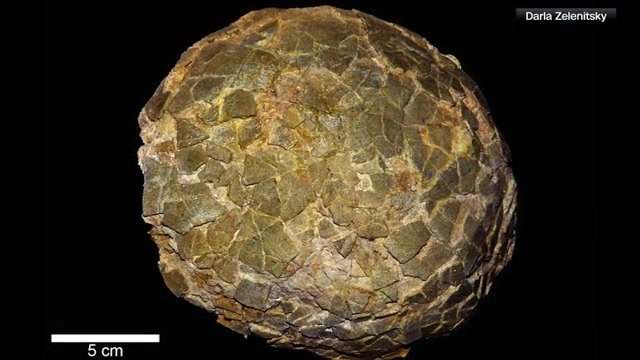 Fossilized eggs of the largest known dinosaurs have been unearthed in an unexpected place