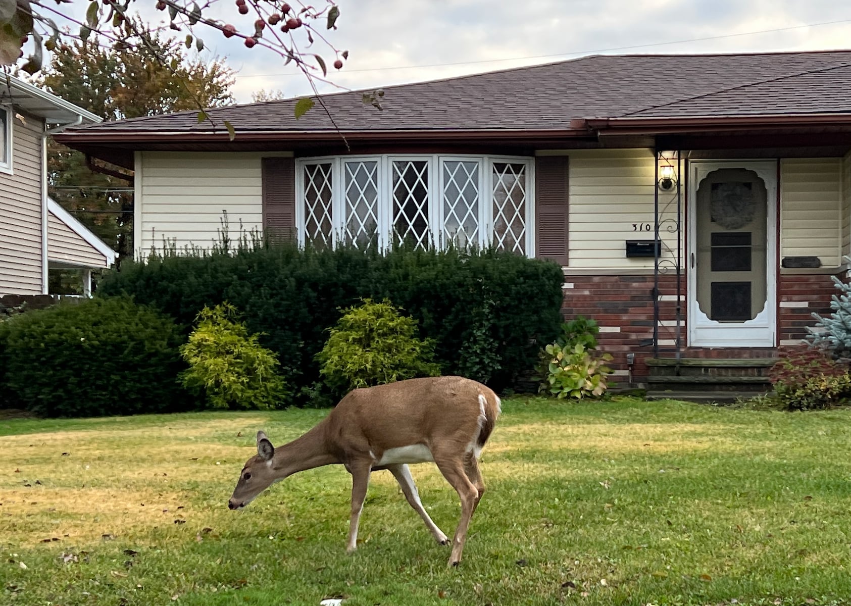 Parma preparing for fourth year of deer culling program
