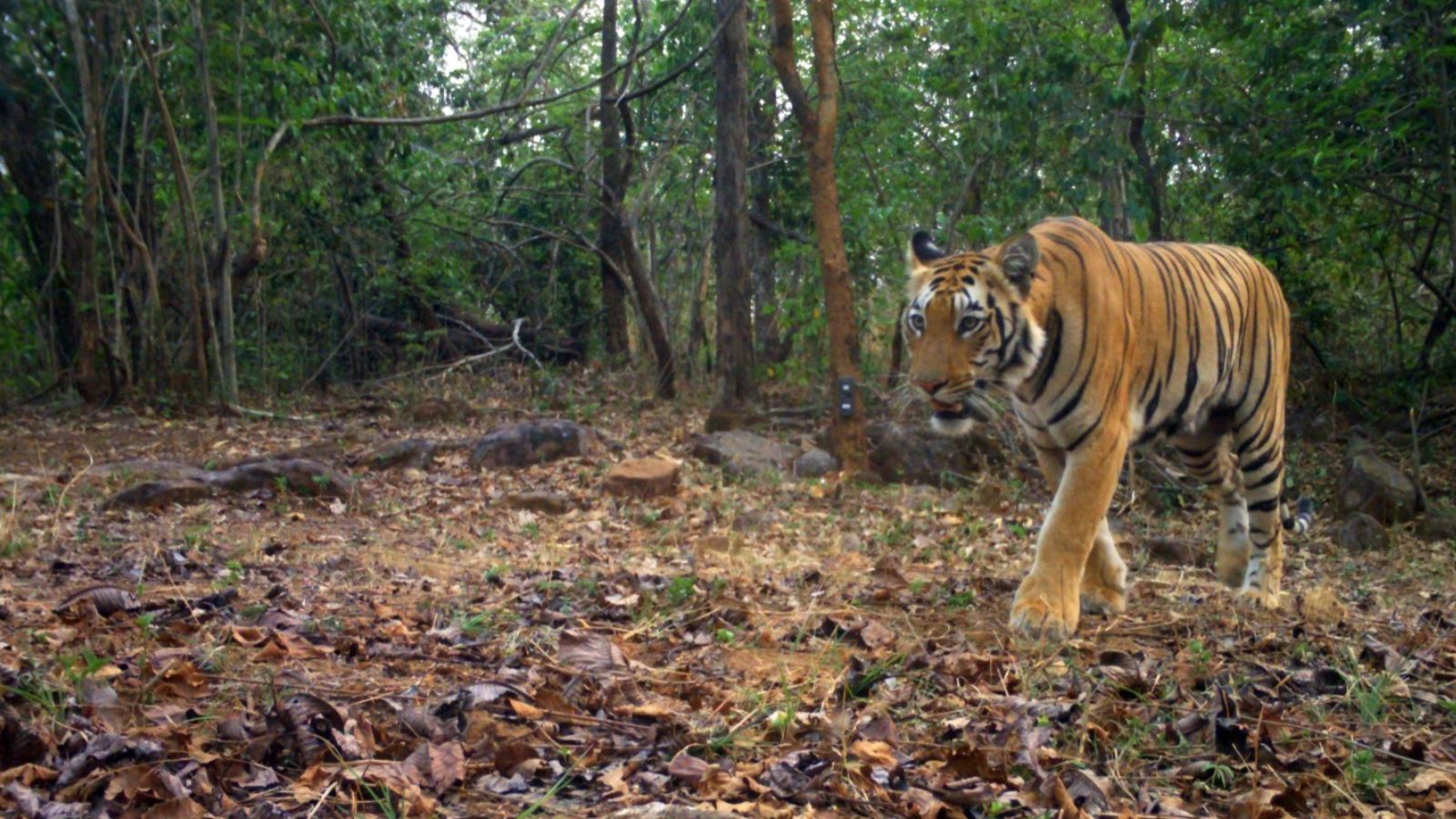 Cancer leaves tiger Nandu unable to eat, euthanised at Thrissur zoo