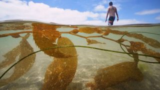 California officials allow plans for the country’s biggest kelp farm to move forward