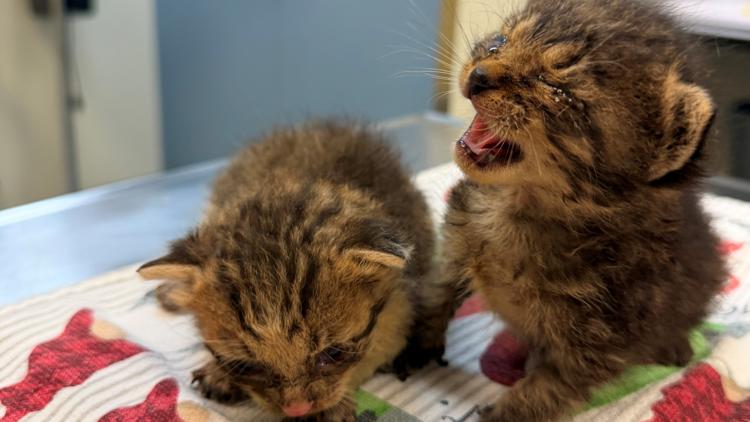 More than 60 cats rescued from Missouri hoarding homes in 24 hours