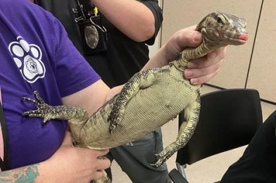 Asian water monitor lizard fished out of Missouri storm drain