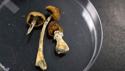 A Psychedelic Compound Found in 'Magic' Mushrooms Might Prevent Debilitating Nerve Damage and Pain Caused by Chemotherapy